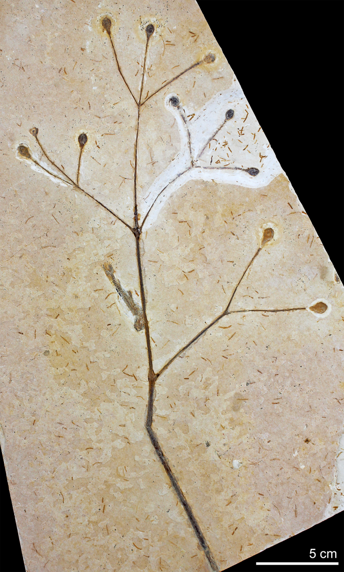 Foto: Reprodução/Secom Ceará