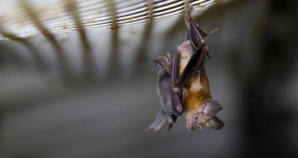 Aproximadamente 1.000 infecções podem estar ocorrendo diariamente no sul da China e Sudeste Asiático em áreas com população densa de morcegos do gênero morcego-ferraduraCredit...Foto: AFP / Menahem Kahana