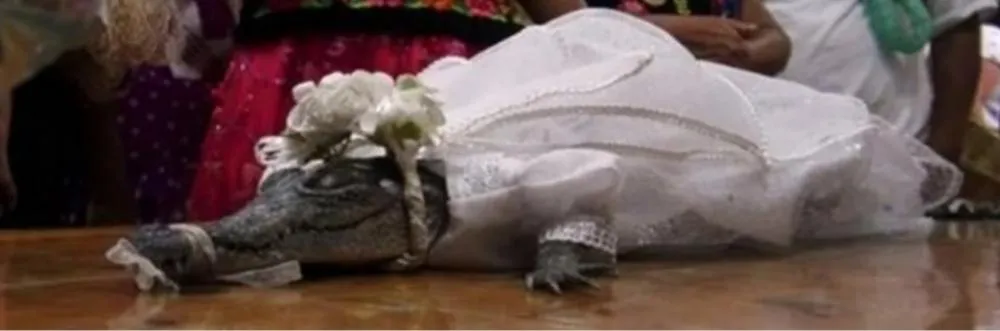 Prefeito do México se casa com jacaré 