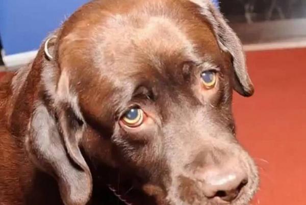 Cachorro labrador. Imagem ilustrativa. – Reprodução