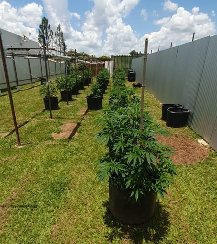 Pés de maconha apreendidos em casa de delegado da PCDF, em São Sebastião — Foto: PCDF/Divulgação