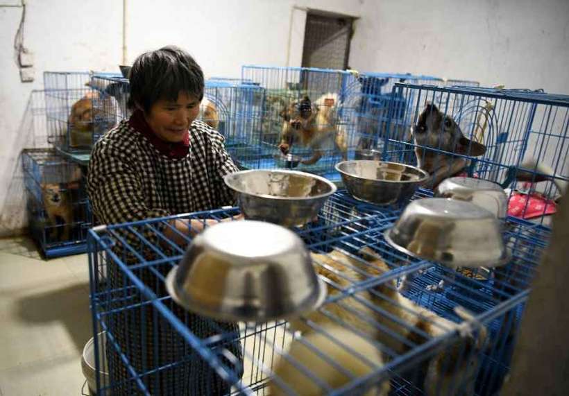 Chinesa divide a casa com 1300 cães, 4 cavalos, além de coelhos e pássaros (Foto: Noel Celis/AFP)