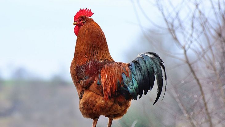 Ivan Protsiuk/Shutterstock